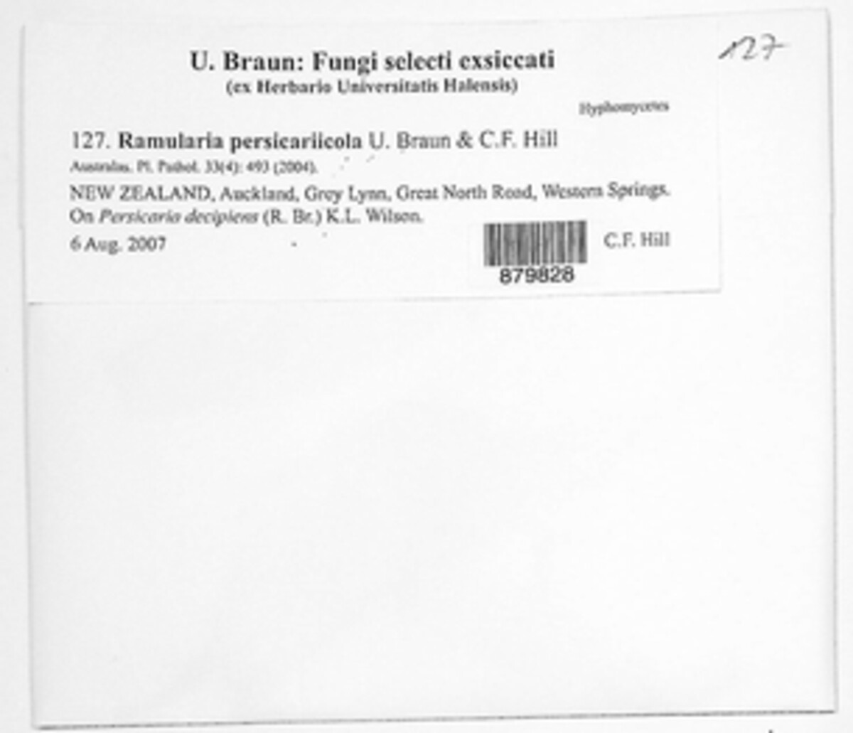 Ramularia persicariicola image